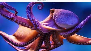 The Pacific Northwest Tree Octopus