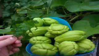 VID-20171104-WA0044.mp4