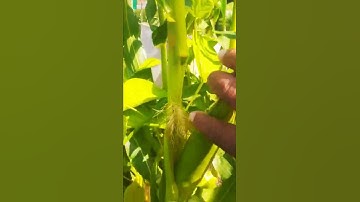 How to Harvest Corn
