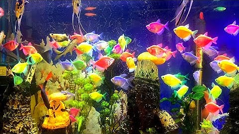 Cá Thần Tiên Cùng Cá Cánh Buồm Nhiều Màu Sắc Cho Hồ Thủy Sinh