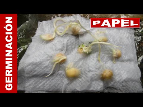 Video: ¿Qué haces después de germinar semillas en toallas de papel?