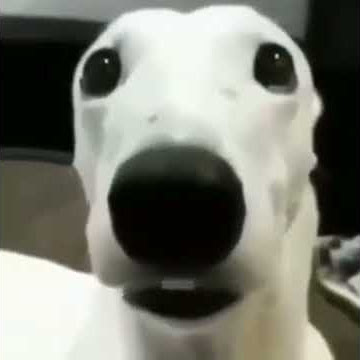 Dog shivering meme