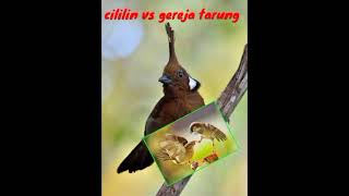 Masteran gereja tarung vs cililin mudah d tiru