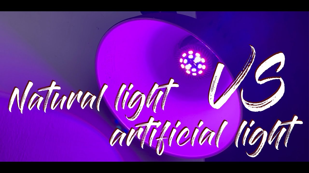 Natural Light Vs Artificial Light (Growlight And Led Fluorescent Light) Do They Work?