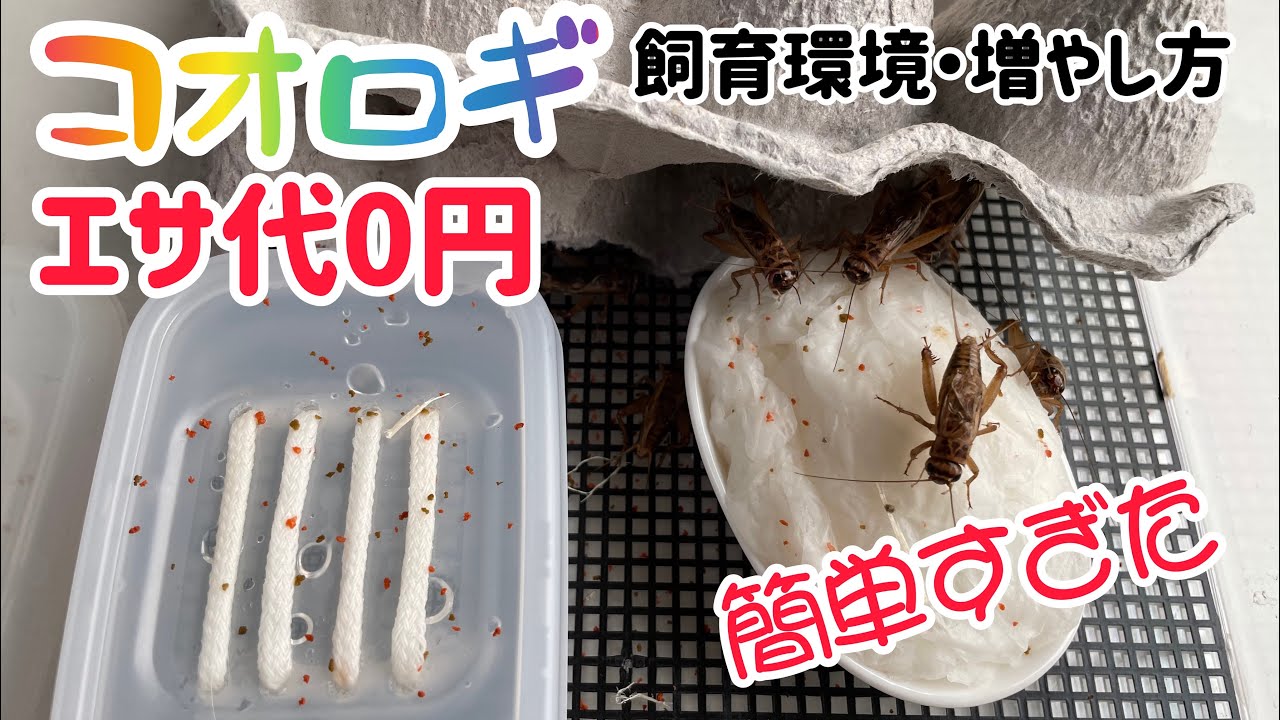 コオロギの飼育環境と増やし方【フルバージョン】
