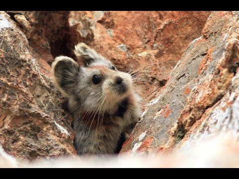 【一席】李維東：峭壁上的伊犁鼠兔