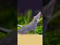 Guess the world's smallest #animal #shorts #youtubeshorts