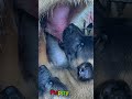 かわいい子犬の日常 #koreaPuppies #japanDogs