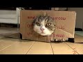 НЕ ПРОПУСТИТ НИ ОДНОЙ ДЫРКИ 😹 УДИВИТЕЛЬНЫЕ ЖИВОТНЫЕ 😹 26 😹 Amazing Animals