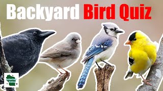 Can You Identify These 25 Common Backyard Birds? (Central and Eastern North America)