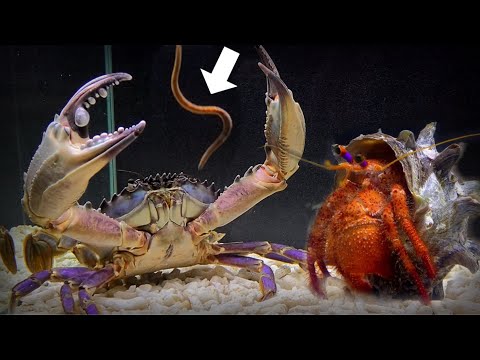 生物細密画「サワガニの食事」 mqdefault.jpg
