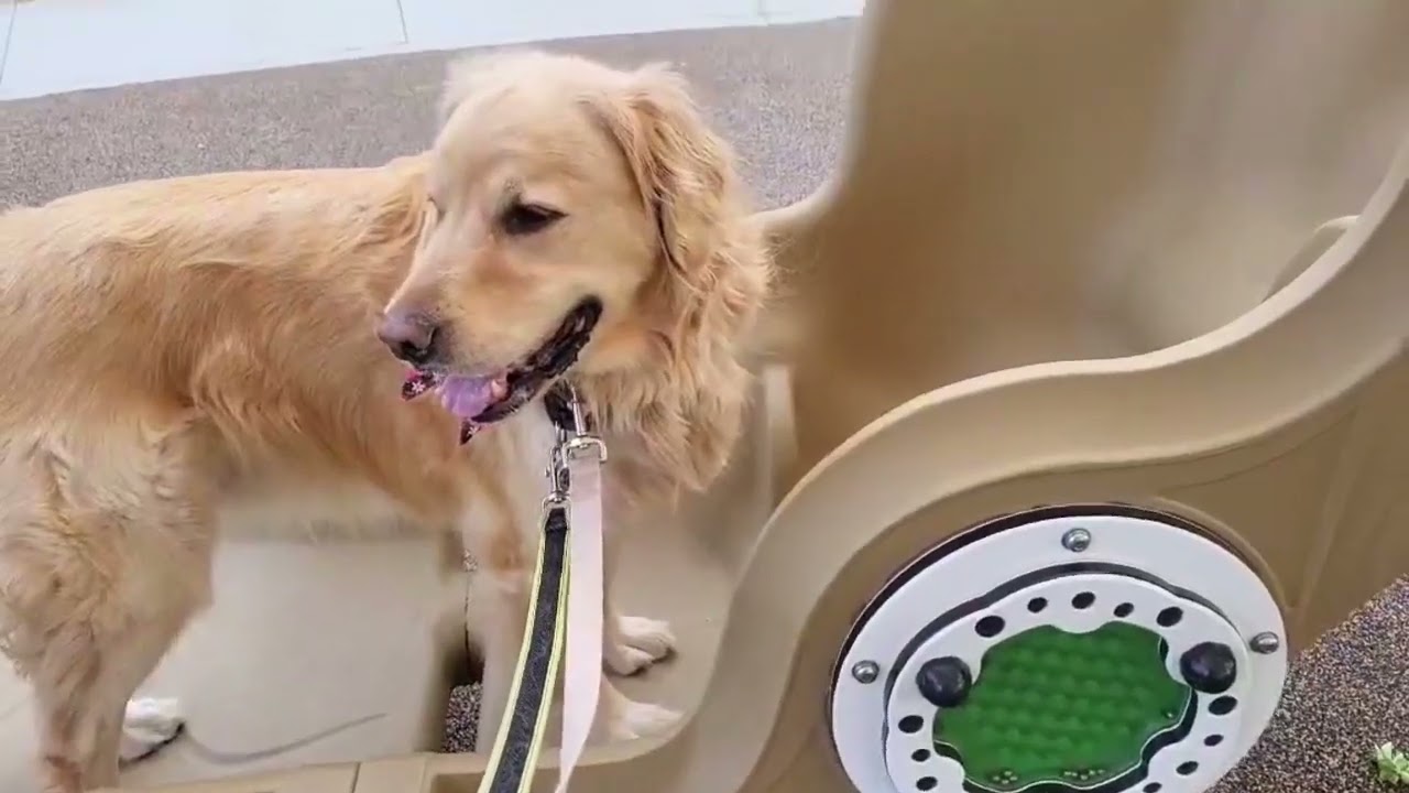 Henry is on a roll! He loves to talk and is not shy about voicing his wants.