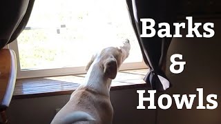 Border Collie Lab mix (Borador) puppy alert barking & howling