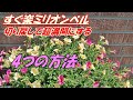 【花】すぐ楽ミリオンベルの育て方・切り戻し