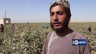 Kandahar cotton production shows up increase screenshot 5