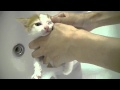 【猫記録209】風呂好き猫も初風呂はイヤイヤ