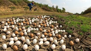 OMG ! Collect a lot of duck eggs in the cracks in the canals in the dry season