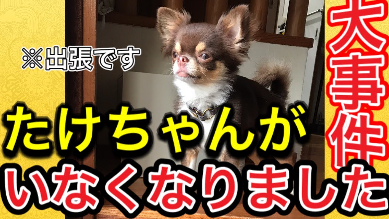 ワン 筑後 ちゃん 弁 【動画あり】バリバリ筑後弁の「自粛犬」動画、再生300万回超の人気｜【西日本新聞me】