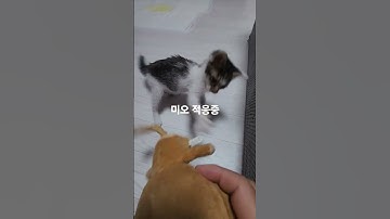 감기도 점점 좋아지는것 같고 집에 있는 강쥐 앵두,망고와도 잘 적응되는 단계 입니다.