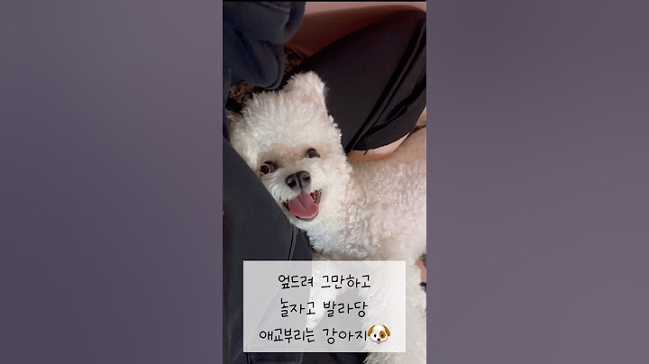 귀여우면 내가 지는거지 뭐 #비숑프리제 #강아지 #반려견 #강아지쇼츠