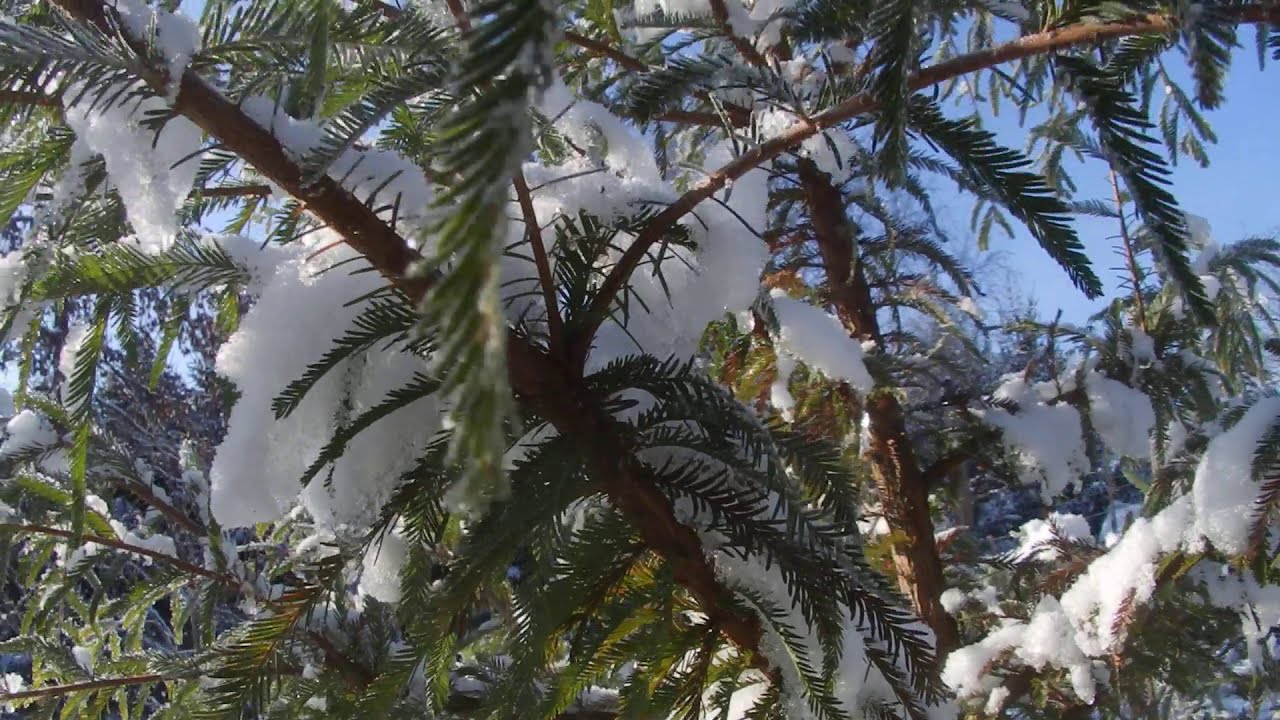 Montezuma cypress / Montezumska cipresa oz. taksodij