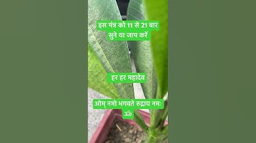 हर हर महादेव#shiva #om #shivbhakti #mahadev #totka #shivmahapuran #puja #bhakti #pradeepmishraji