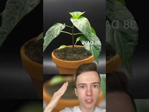 Что произойдёт, если исчезнет весь кислород