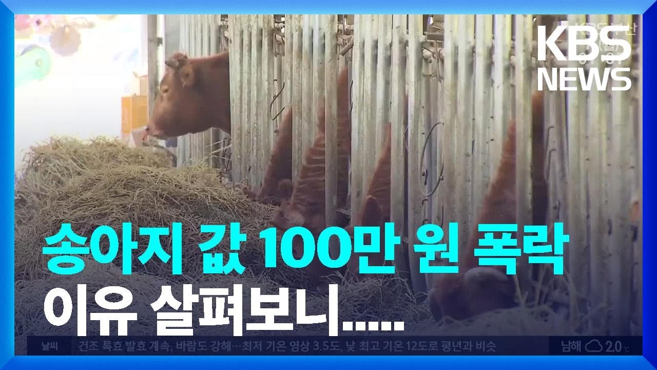 송아지값 1년 새 100만 원씩 폭락…“대응책 시급” / KBS  2022.03.07.