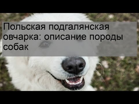 Видео: Шелти против колли