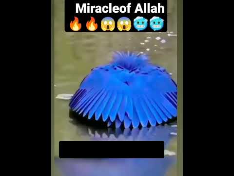 Miracle of Allah 😱| #shorts #short #status