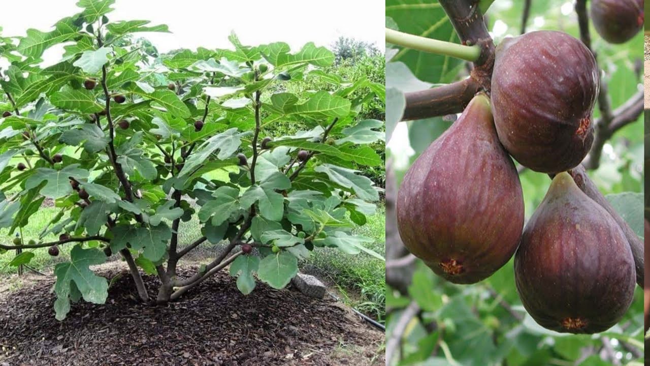 السر الذي يخفيه اصحاب الزارع لزيادة ثمار اشجار التين وتسريع نمو اشجار التين _ زيادة انتاج التين