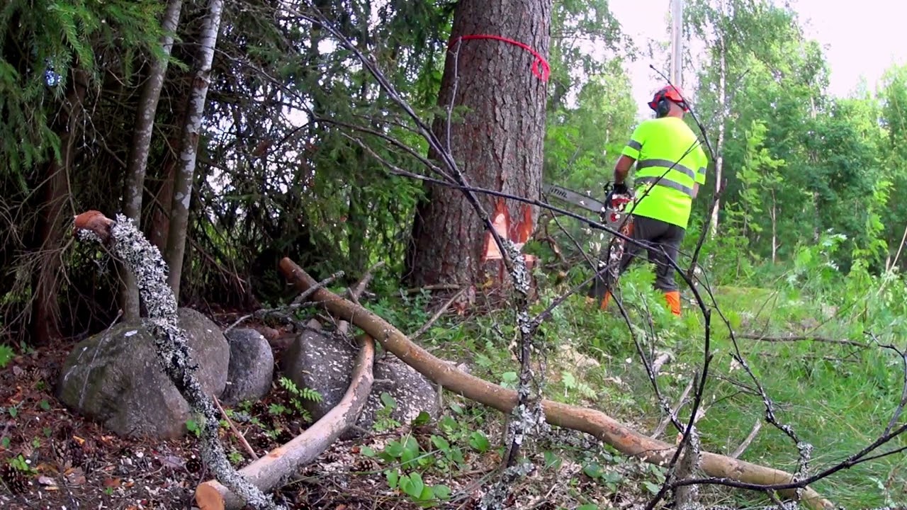 Осмелились бы вы срубить это большое дерево рядом с гаражом?
