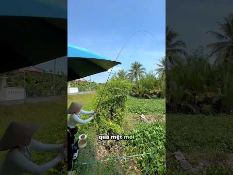 Câu cá sông tự nhiên mùa lục bình #vyhanfishing #caucatunhien #câucá #causong