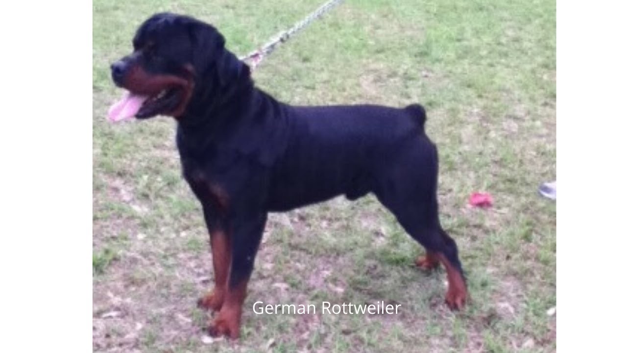 German Rottweiler Batman eating lunch in Texas - YouTube