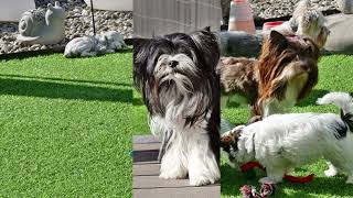 Biewer & Yorkshire Terrier Welpen