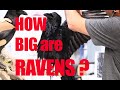 Raven Taxidermy...Two large Ravens . Are they easy to mount?
