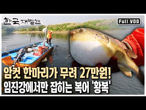 한국에서 가장 비싼 복어 &amp;#39;황복&amp;#39;! 임진강 어부조차 일 년에 딱 한 달만 잡을 수 있다는 귀한 어종. 경계의 땅 &amp;#39;파주&amp;#39; (KBS 20130601 방송)