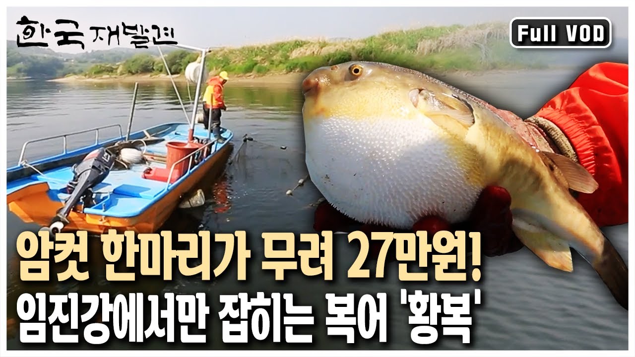 한국에서 가장 비싼 복어 '황복'! 임진강 어부조차 일 년에 딱 한 달만 잡을 수 있다는 귀한 어종. 경계의 땅 '파주' (KBS 20130601 방송)
