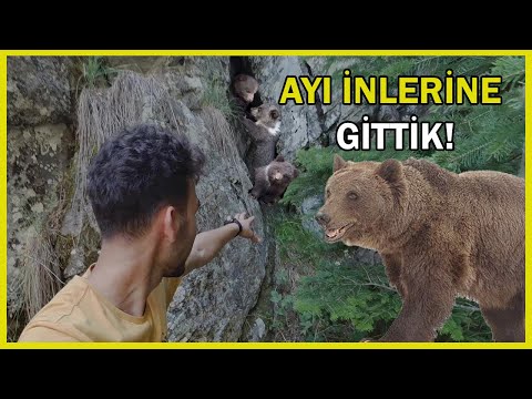 BOZ AYI İNLERİNE GİTTİK, TEHLİKELİ DAKİKALAR! (ÇAMLIDERE, BENLİ YAYLASI)