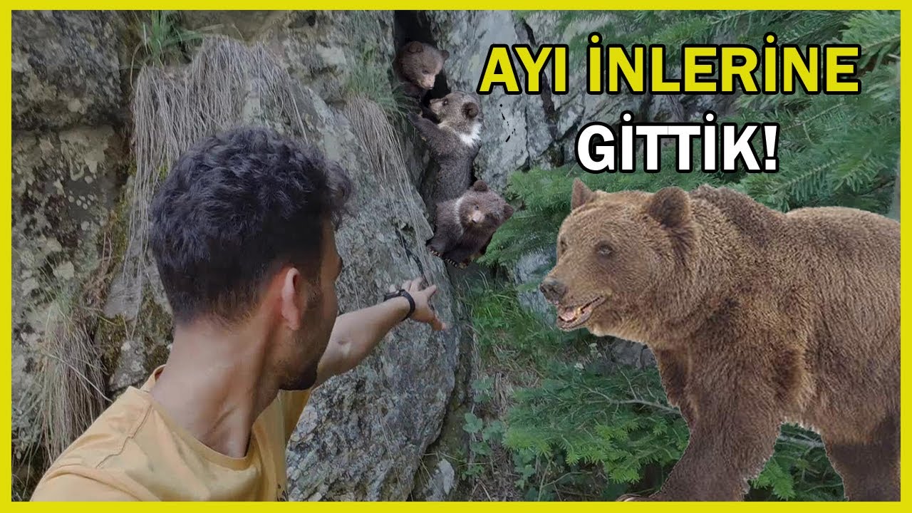 BOZ AYI İNLERİNE GİTTİK, TEHLİKELİ DAKİKALAR! (ÇAMLIDERE, BENLİ YAYLASI)