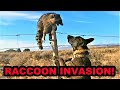 100% NATURAL WAY to Control Invasive Raccoons.