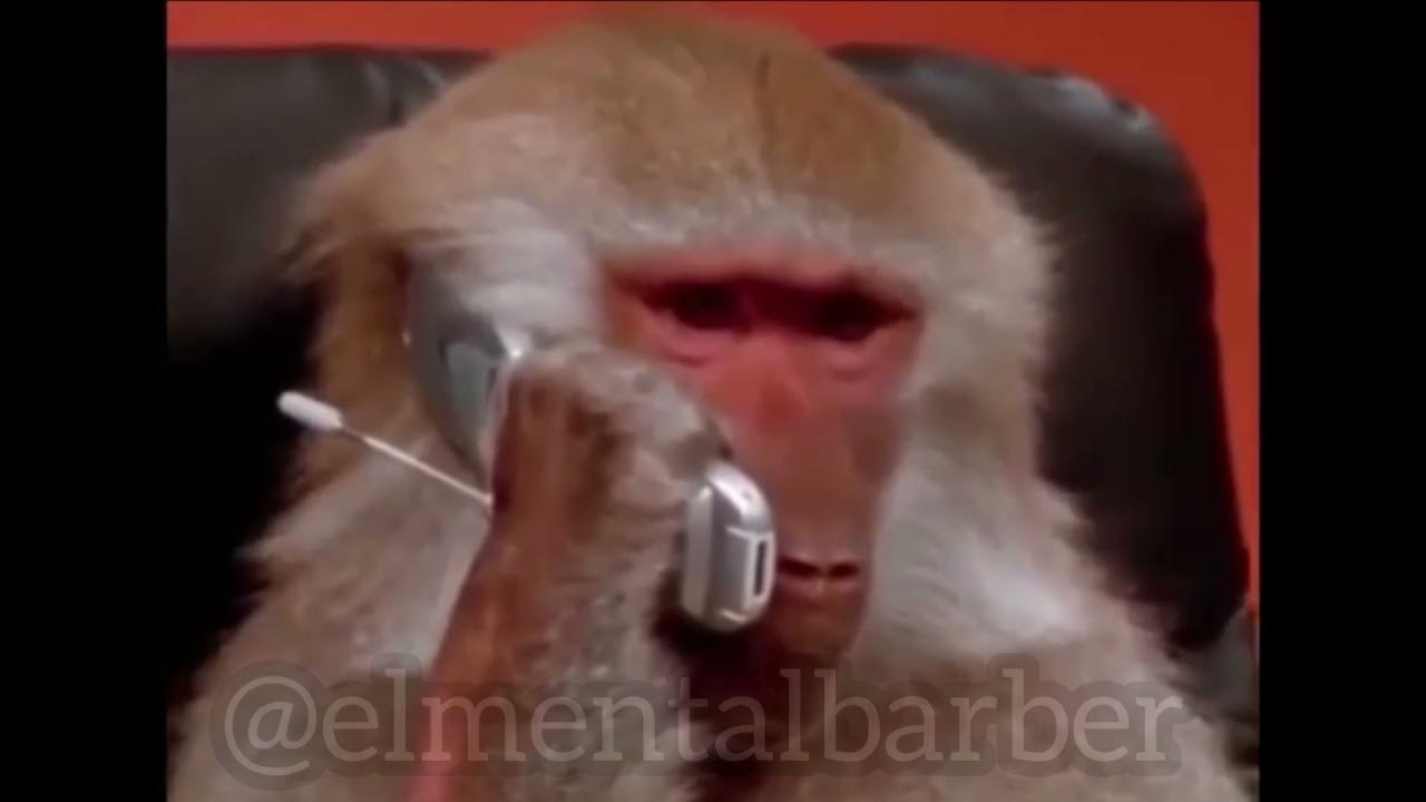 Макака с телефоном Мем