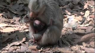Mother & newborn Long-tailed macaque by phanamonkeyproject 66,065 views 10 years ago 1 minute, 8 seconds