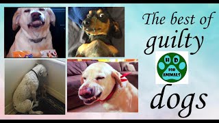 The best compilation of guilty dogs