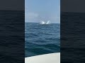 Killer…Whales!!