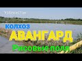 Узбекистан колхоз АВАНГАРД    Рисовые поля