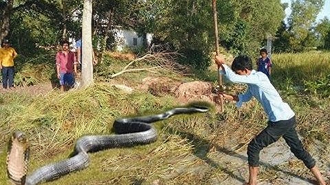 Wow! Brave Man Catch Snake With Bare Hand - How to Catch Snake in Cambodia