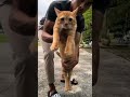 the power of oyeen #catlover #funnyanimal #simeong #funnycat #funny #kucing