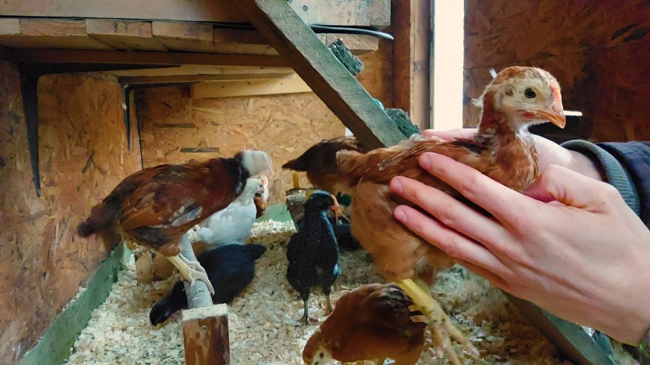 Kuřata dominant 4 týdny