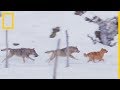 La inusual conducta de una manada de lobos italiana | National Geographic en Español